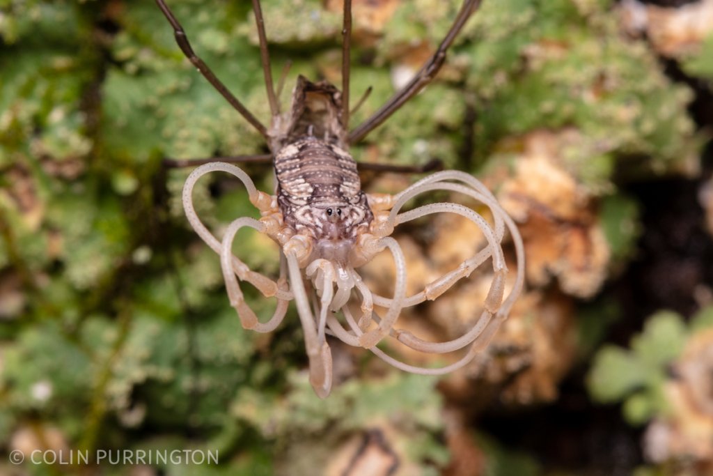 Harvestman (Leiobunum sp.) molting