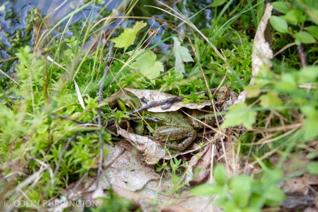 Green frog (Lithobates clamitans)