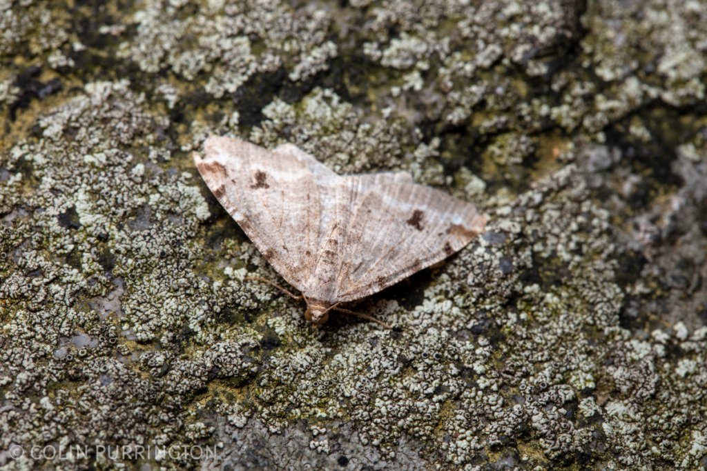 Hemlock angle (Macaria fissinotata) 