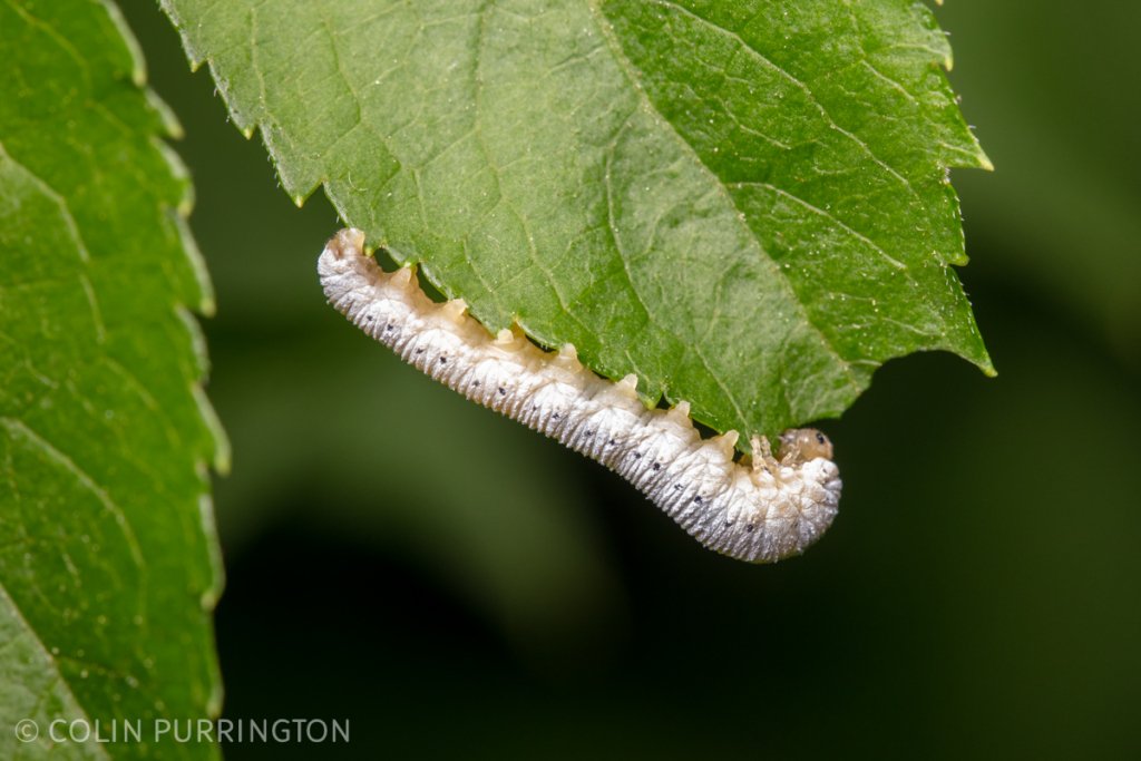 Macrophya larva eating elderberry
