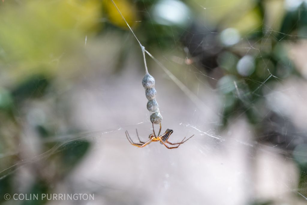 Basilica orbweaver (Mecynogea lemniscata) with egg cases