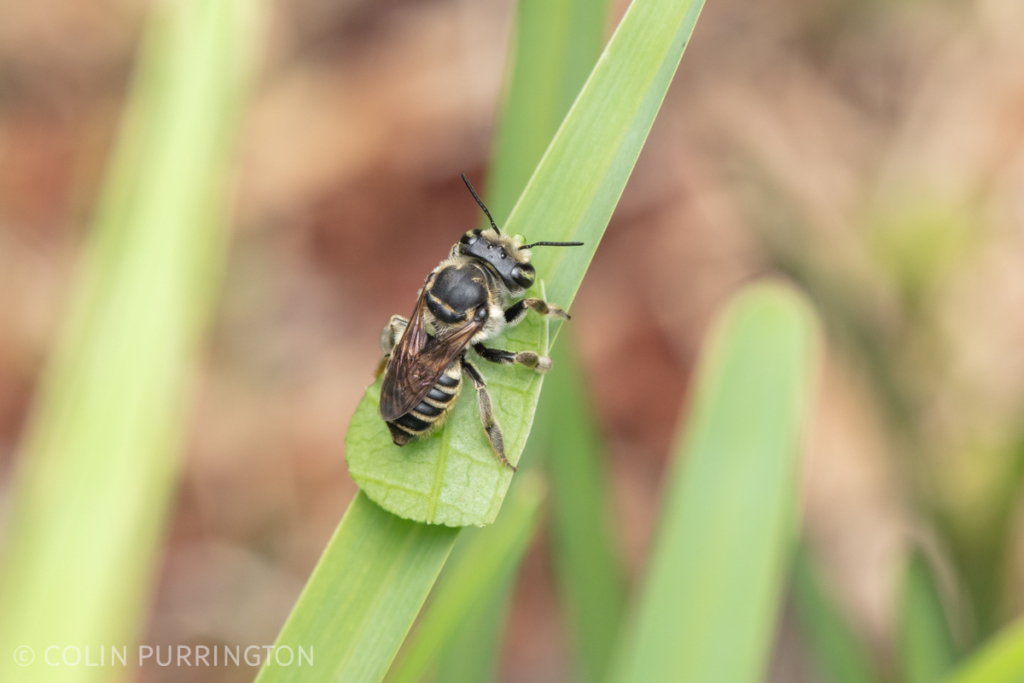 White-footed leafcutter bee (Megachile albitarsis)