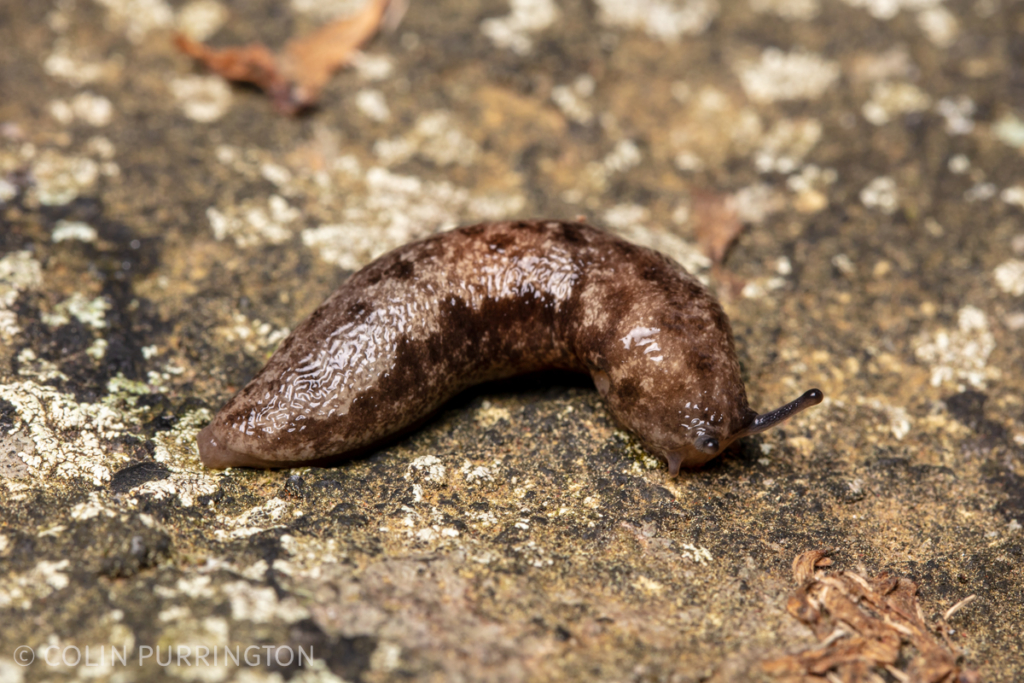 Changeable mantleslug (Megapallifera mutabilis)