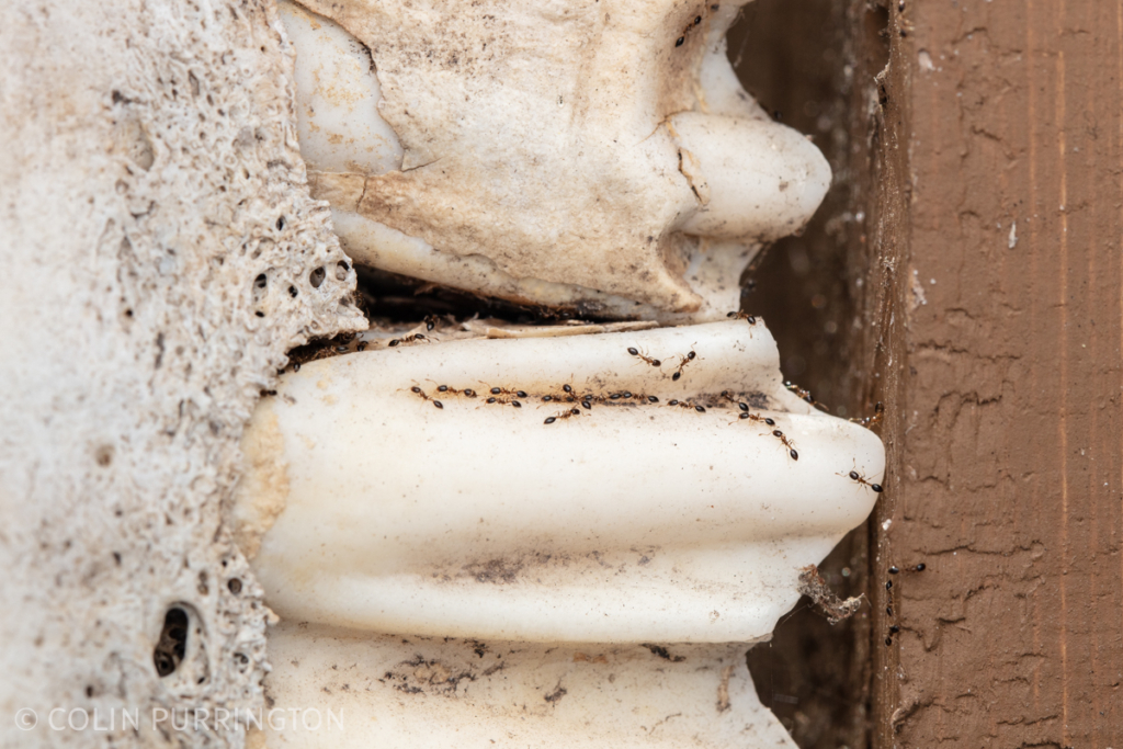 Yellow ants (Monomorium floricola) on cow skull