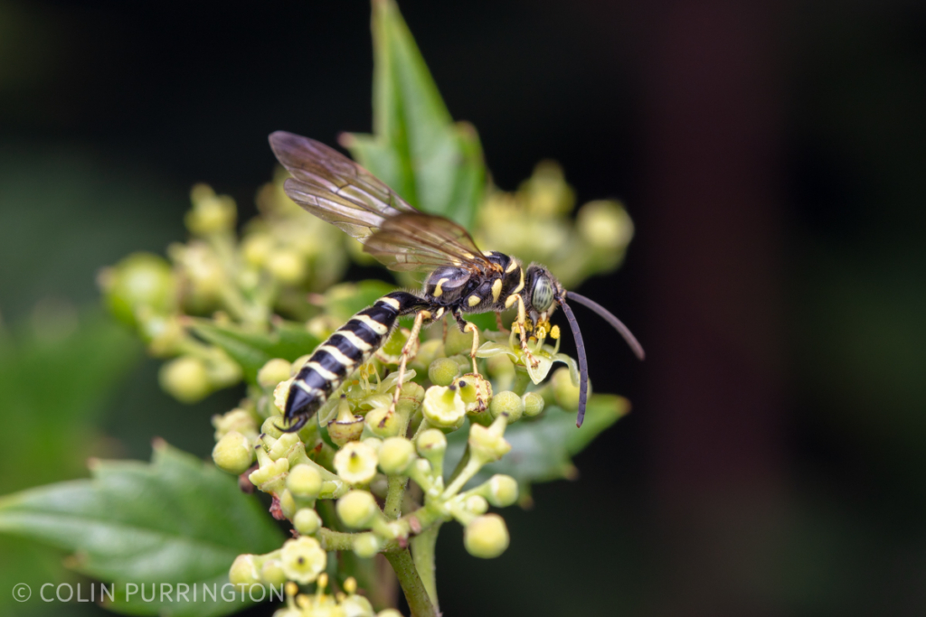 New World banded Thynnid wasp (Myzinum sp.)