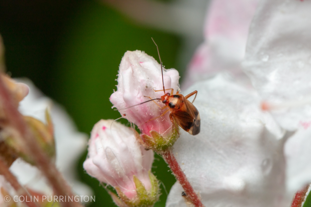 Neolygus sp. on mountain laurel (Kalmia latifolia)