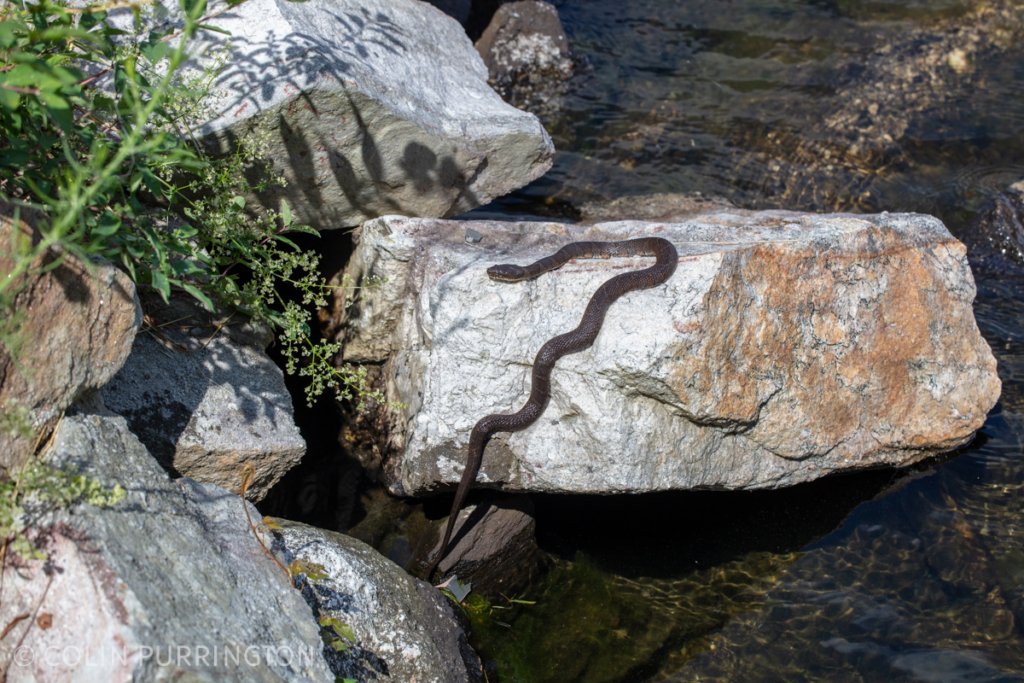 Common (northern) watersnake (Nerodia sipedon) sunning on a rock