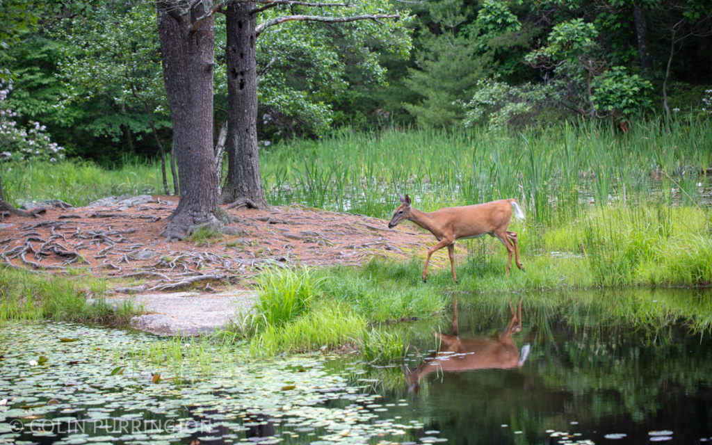 White-tailed deer (Odocoileus virginianus) at the lily pond