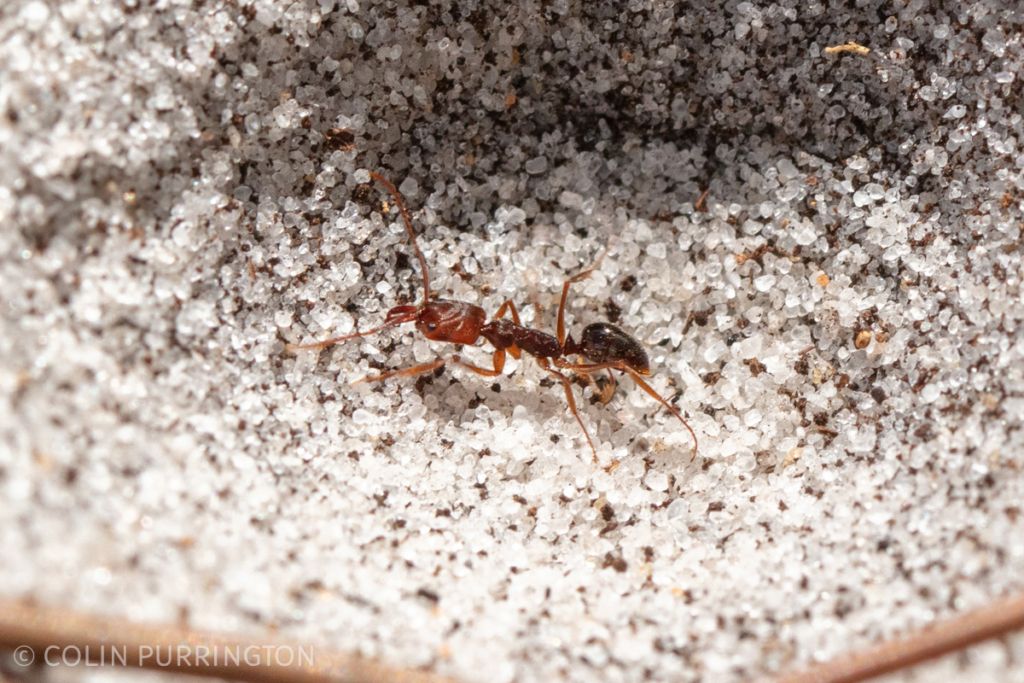 Trap-jaw ant (Odontomachus) in the grips of an antlion