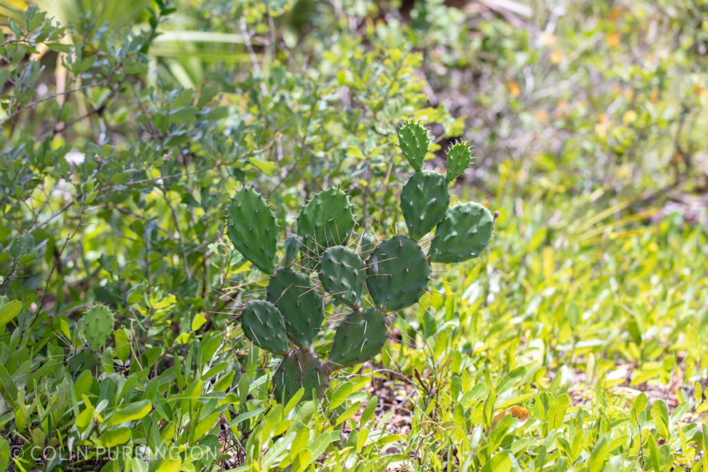 Florida prickly pear (Opuntia austrina)