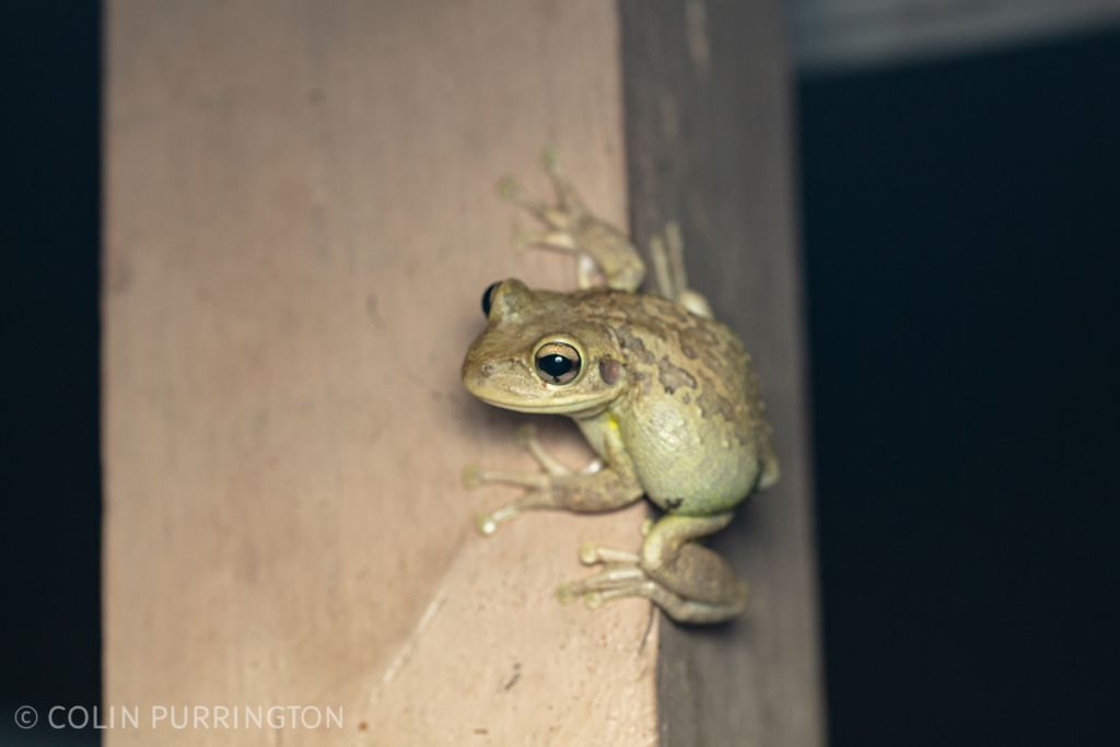 Cuban tree frog (Osteopilus septentrionalis) on a post