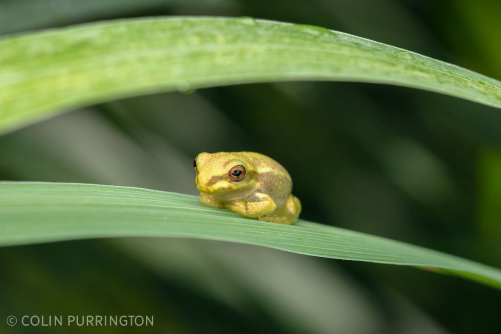 Juvenile Cuban tree frog (Osteopilus septentrionalis) on lemongrass