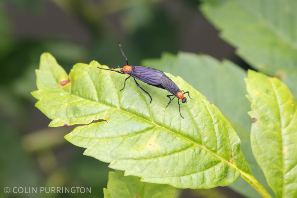 Copulating pair of common lovebugs (Plecia nearctica)