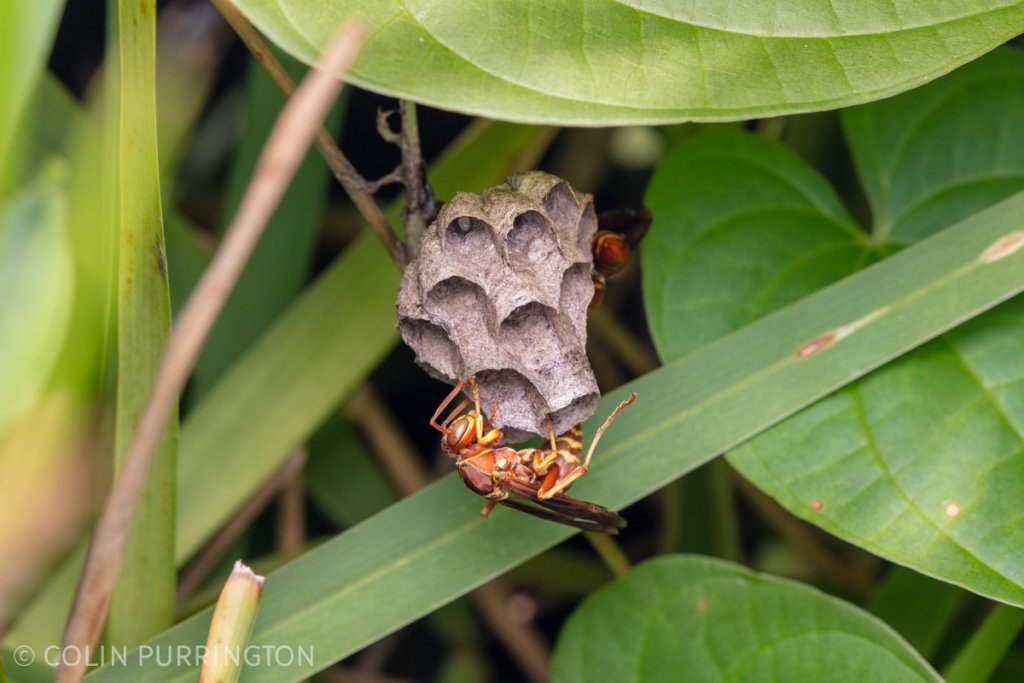 Polistes bellicosus at nest