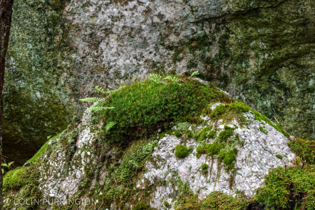 Haircap moss (Polytrichaceae)