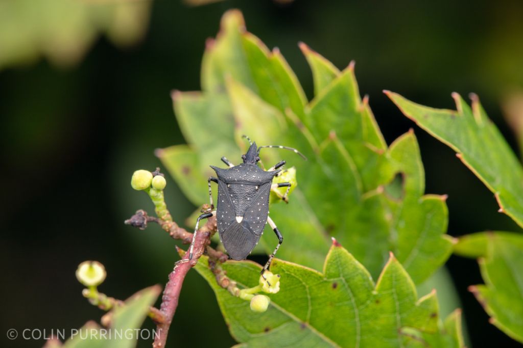 Black stink bug (Proxys punctulatus)