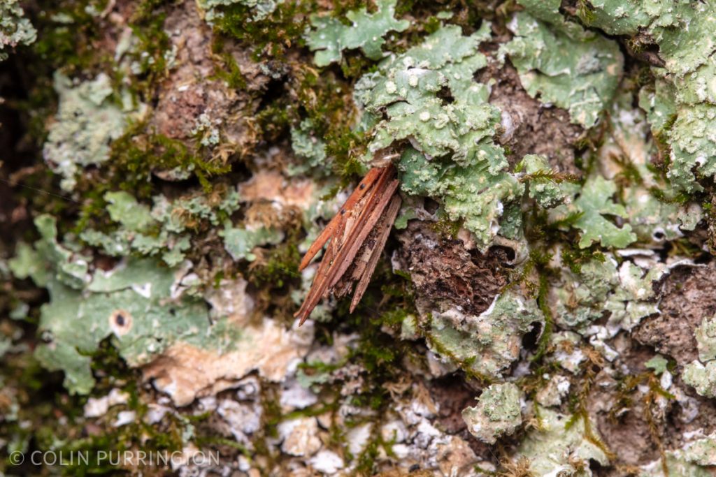 Common bagworm moth (Psyche casta) larva inside case