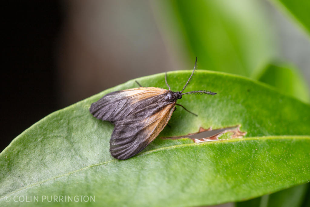 Orange-patched smoky moth (Pyromorpha dimidiata) on a leaf