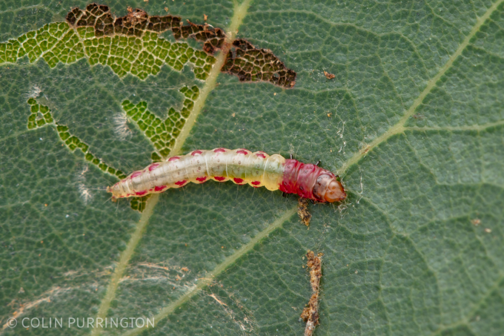 Larva of yellow-vested moth (Rectiostoma xanthobasis)