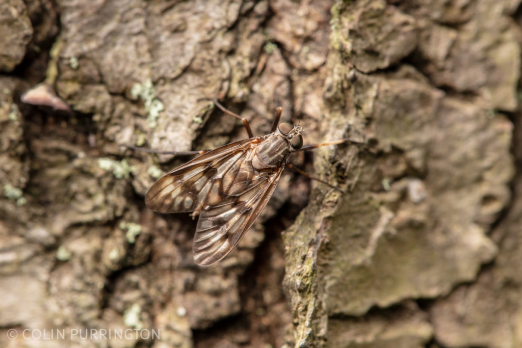 Common snipe fly (Rhagio mystaceus)