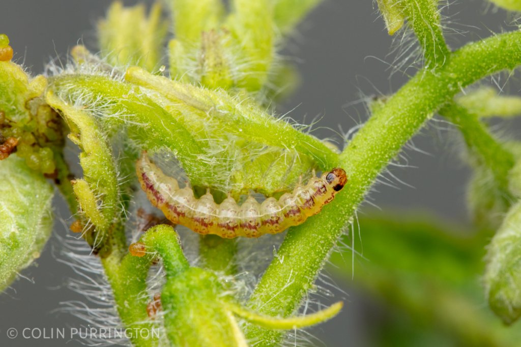 Eggplant webworm (Rhectocraspeda periusalis) on tomato