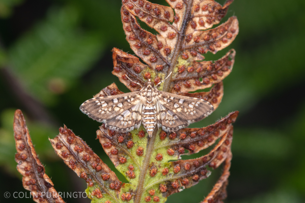 Assembly moth (Samea ecclesialis) on fern frond. Zolfo Springs, FL.