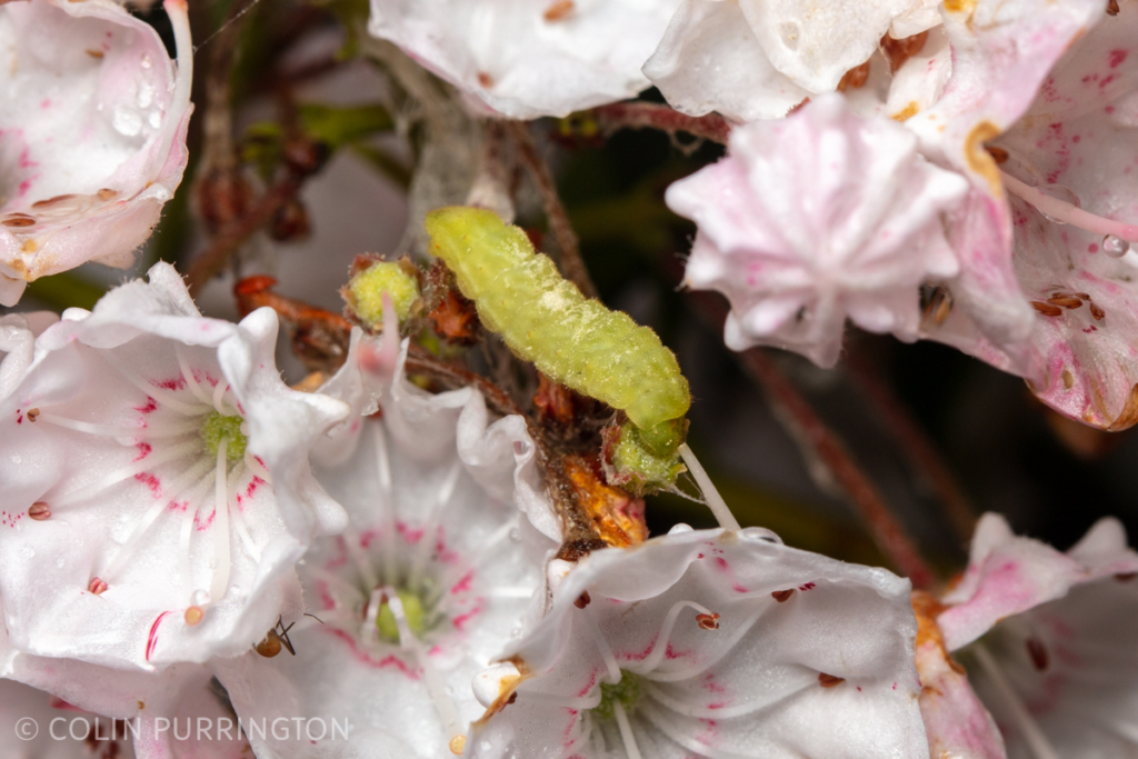 Striped hairstreak (Satyrium liparops) caterpillar