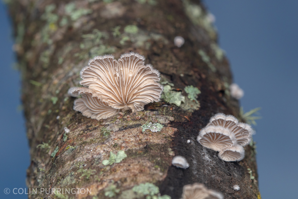 Underside of splitgill mushrooms (Schizophyllum commune)