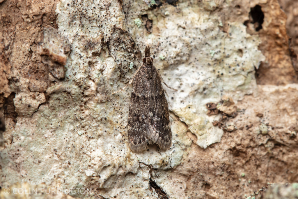 Dark brown Scoparia moth (Scoparia penumbralis)