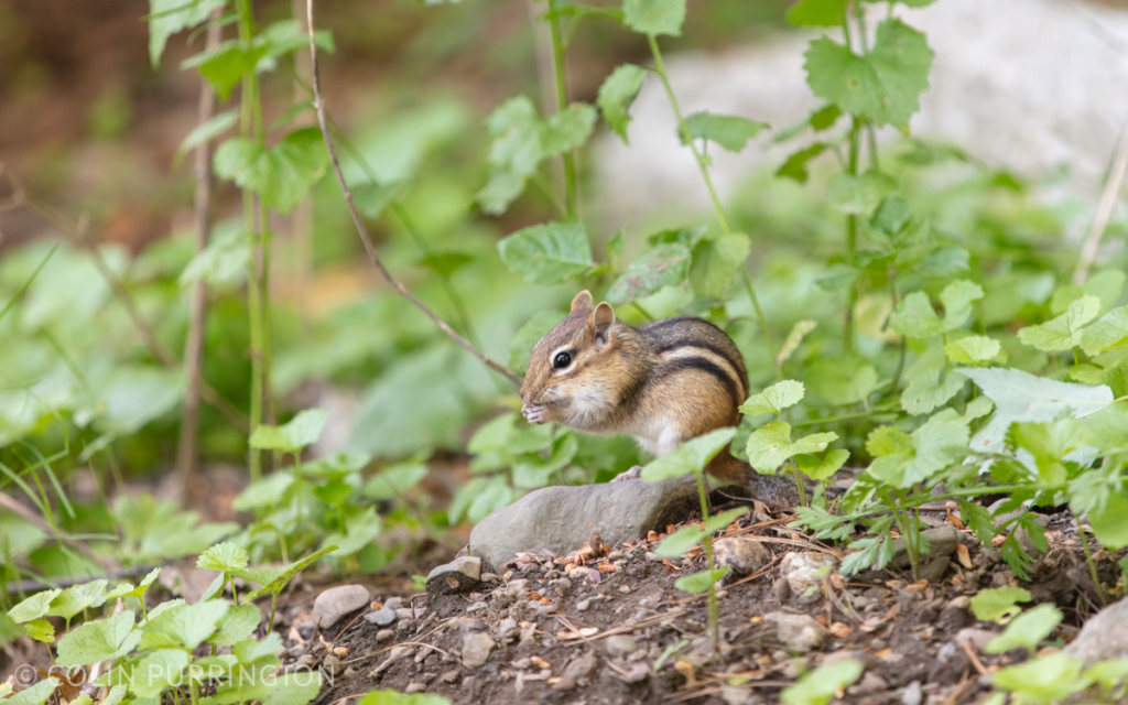 Eastern chipmunk (Tamias striatus) eating conifer seeds