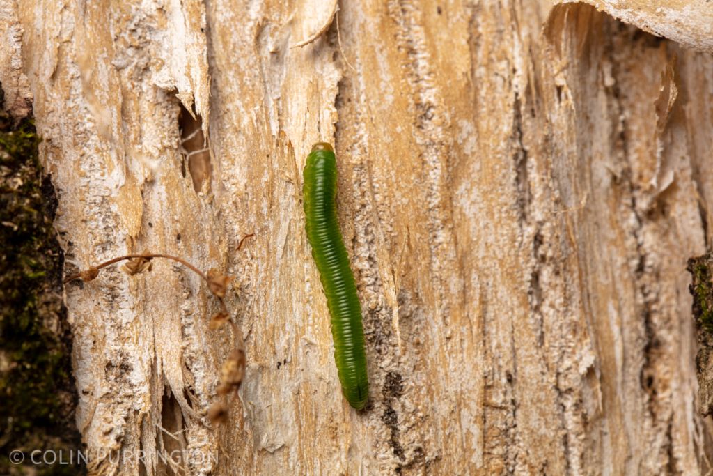 Green sawfly larva