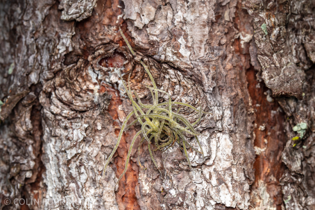 Small ball moss (Tillandsia recurvata) on trunk of a pine tree