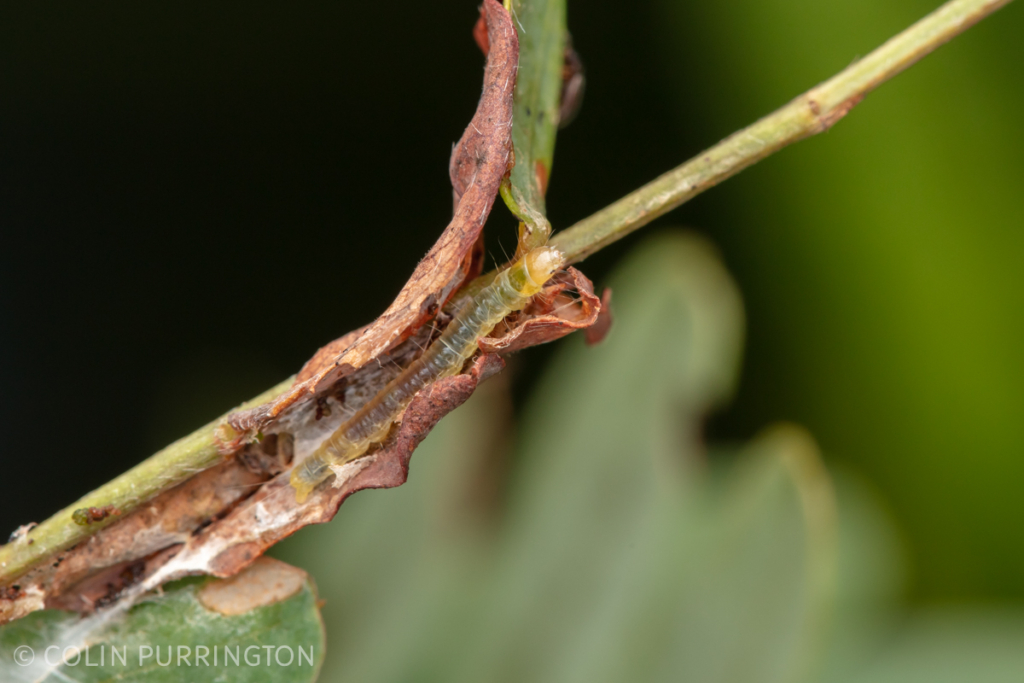 Caterpillar in retreat constructed on scarlet Sesbania (Sesbania punicea)