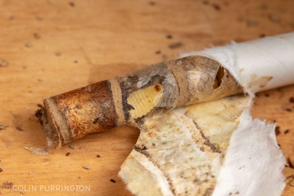 Potter wasp larva in nesting tube