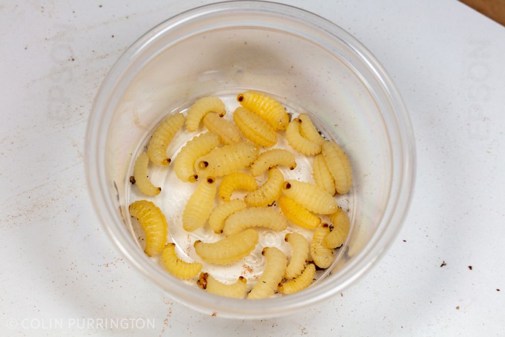 Potter wasp larvae in container