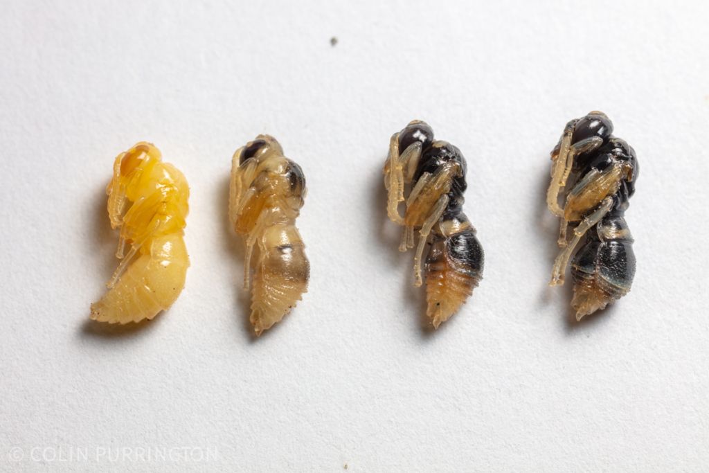 Potter wasp pupae