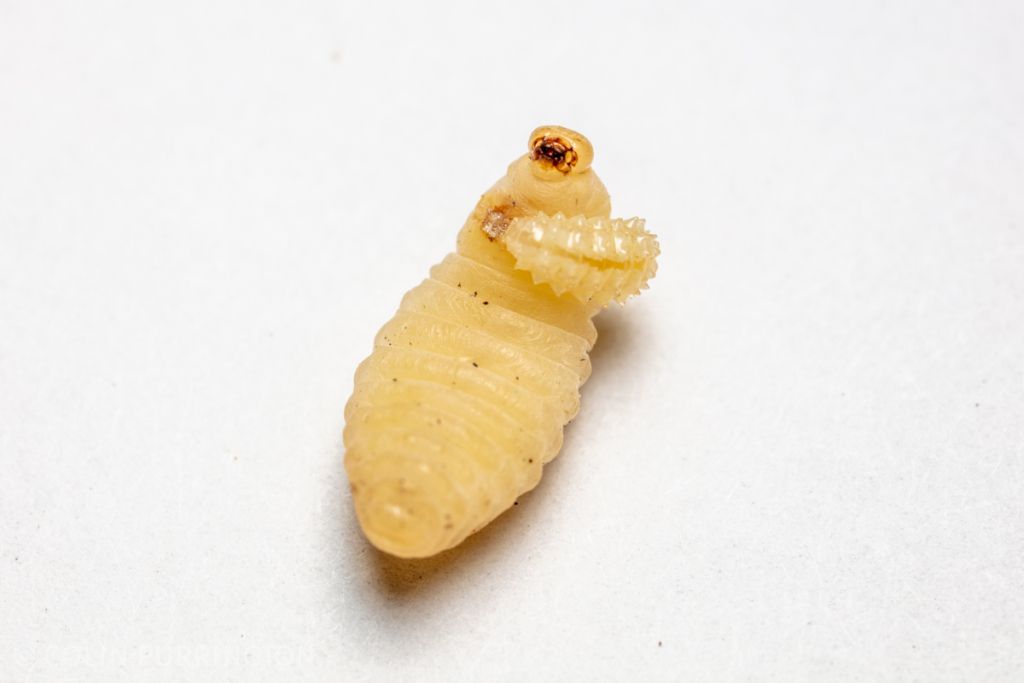 mud wasp larvae