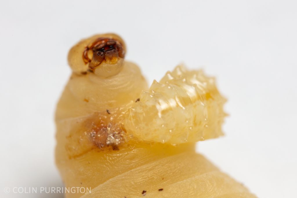 Macrosiagon cruenta larva attached to Euodynerus sp. larva