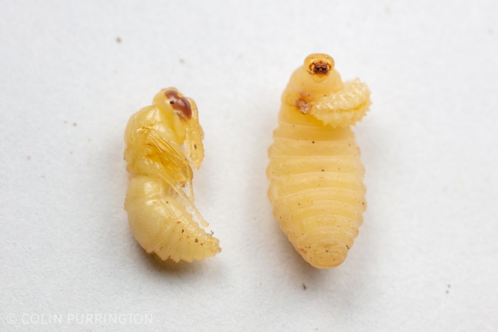 Macrosiagon cruenta larva attached to Euodynerus sp. larva (right). Unparasitized wasp on left for comparison.
