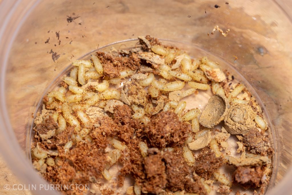 Houdini fly larvae