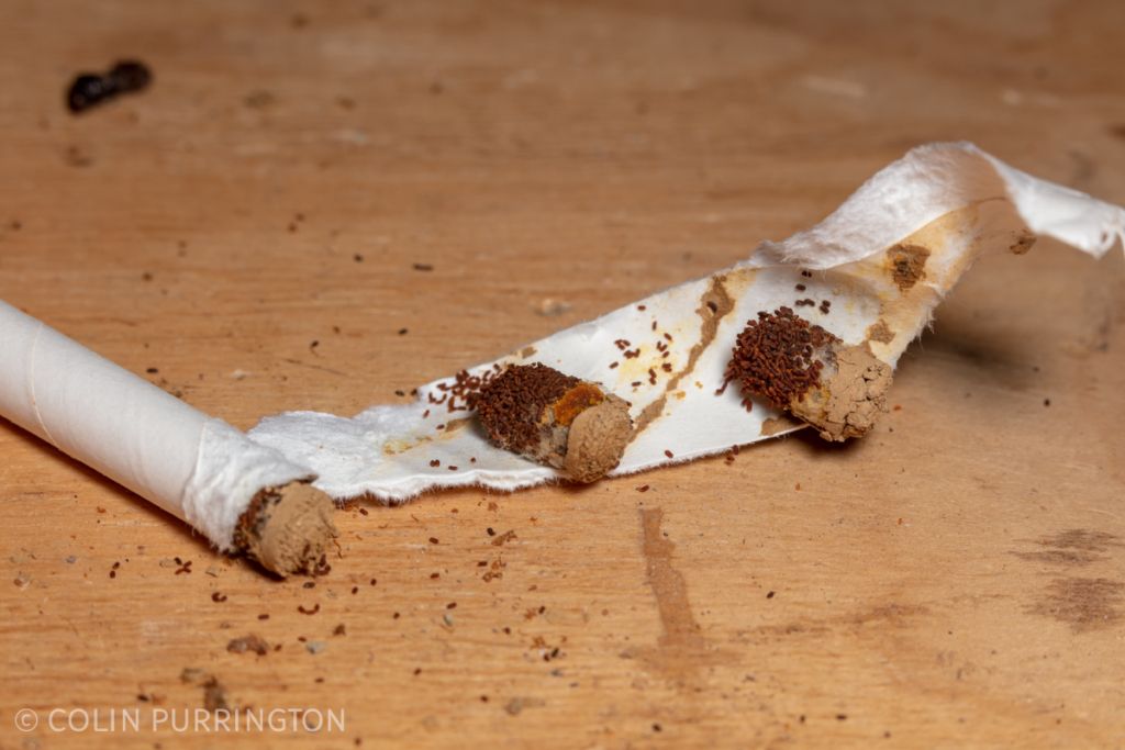 Mason bee pupae