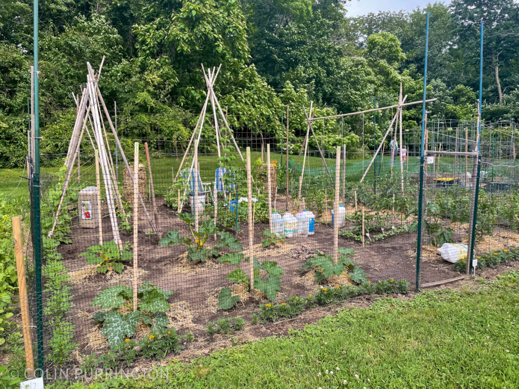 Allotment at community vegetable garden