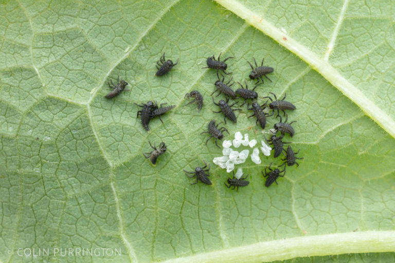 » nature photography / natural history / misc