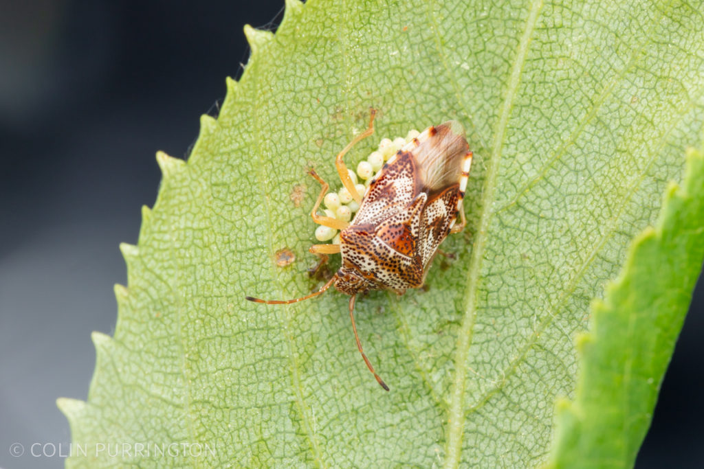 Edge-striped shield bug (Elasmucha lateralis) guarding her eggs