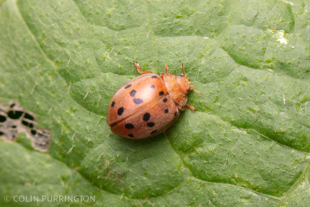 Mexican bean beetle (Epilachna varivestis)