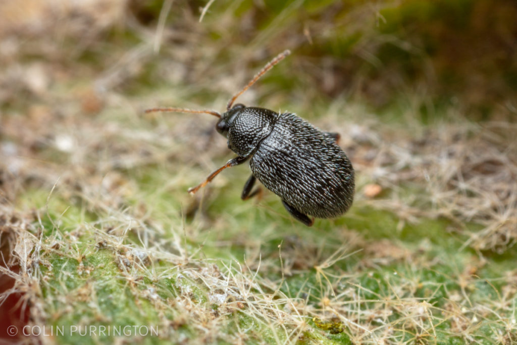 Eggplant flea beetles (Epitrix fuscula)