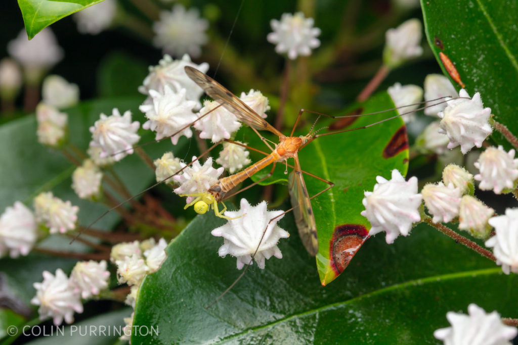 American green crab spider (Misumessus oblongus) with captured crane fly