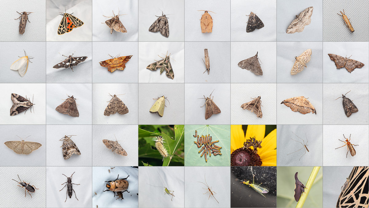 different types of moth