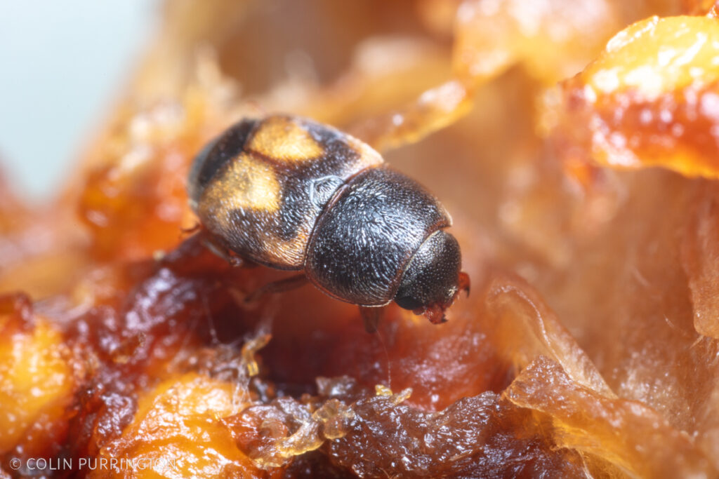 Photograph of black and yellow beetle inside a fig