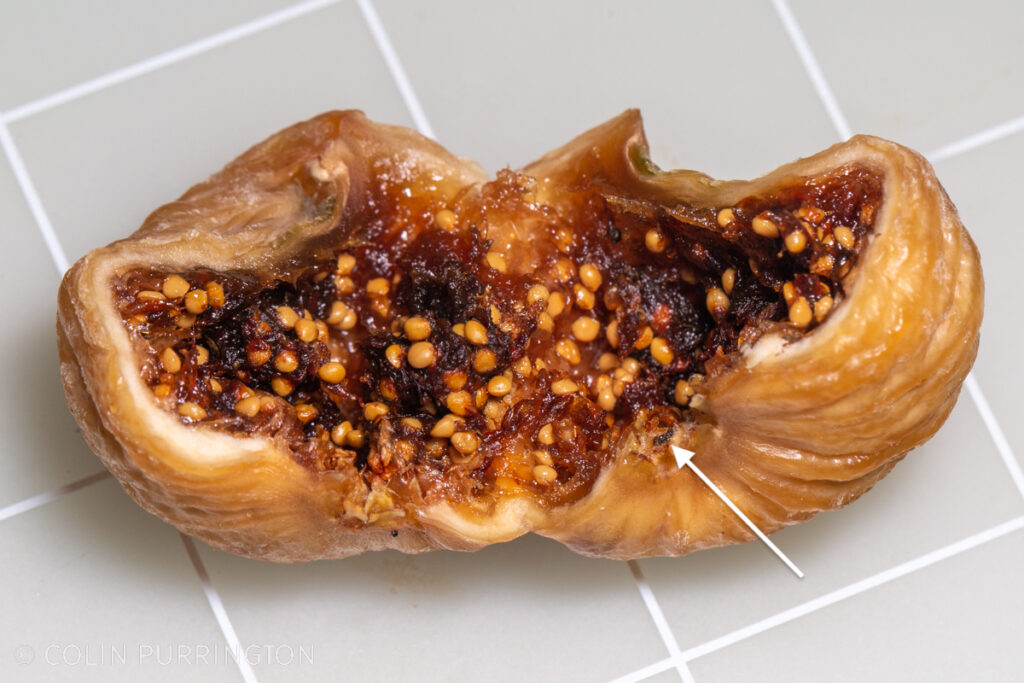 Photograph of an opened fig with an arrow showing the location of a dead wasp 